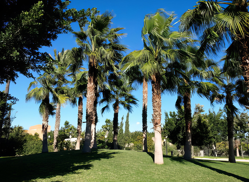 Palmera en Mutxamel